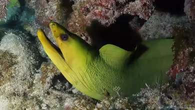 Gymnothorax funebris im Aquarium halten