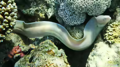 Gymnothorax griseus im Aquarium halten