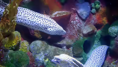 Gymnothorax isingteena im Aquarium halten