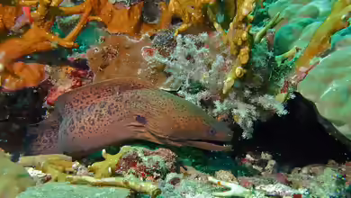 Gymnothorax javanicus im Aquarium halten