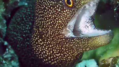 Gymnothorax meleagris im Aquarium halten