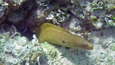 Gymnothorax miliaris im Aquarium halten