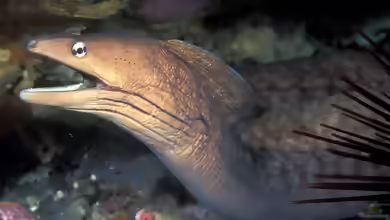 Gymnothorax nubilus im Aquarium halten