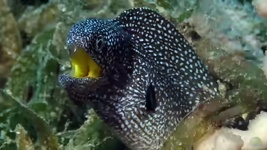 Gymnothorax nudivomer im Aquarium halten