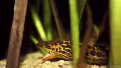 Gymnothorax polyuranodon im Aquarium halten