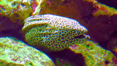 Gymnothorax reticularis im Aquarium halten