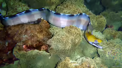 Gymnothorax rueppelliae im Aquarium halten