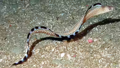 Gymnothorax saxicola im Aquarium halten