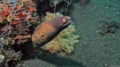 Gymnothorax thyrsoideus im Aquarium halten