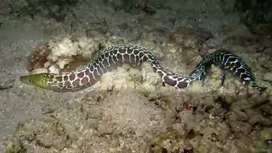 Gymnothorax undulatus im Aquarium halten