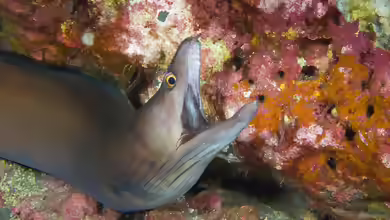 Gymnothorax vicinus im Aquarium halten