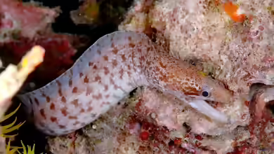 Gymnothorax zonipectis im Aquarium halten
