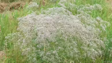 Gypsophila paniculata am Gartenteich pflanzen