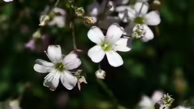Gypsophila repens im Garten pflanzen