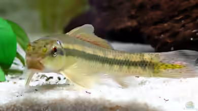 Gyrinocheilus aymonieri im Aquarium halten