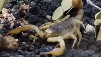 Hadrurus arizonensis im Terrarium halten