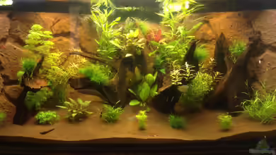 Hängendes Eckaquarium von ronnsch