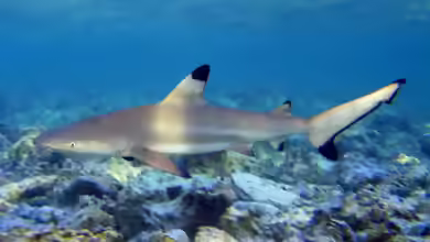 Haie im Aquarium halten