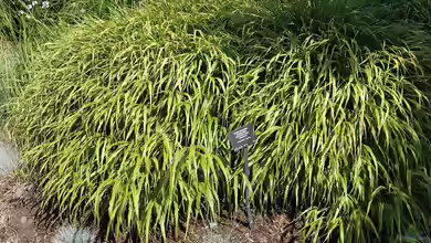 Hakonechloa macra im Garten pflanzen