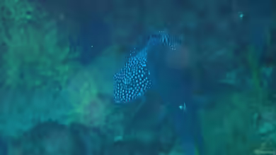 Halichoeres adustus im Aquarium halten
