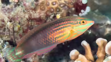 Halichoeres biocellatus im Aquarium halten