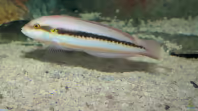Halichoeres bivittatus im Aquarium halten