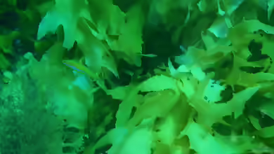 Halichoeres brownfieldi im Aquarium halten