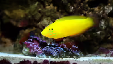 Halichoeres chrysus im Aquarium halten