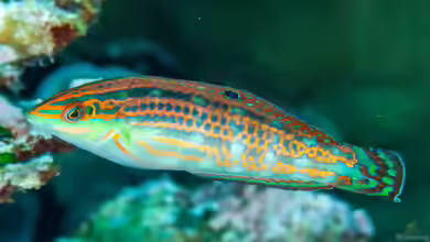 Halichoeres claudia im Aquarium halten
