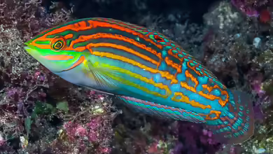 Halichoeres cosmetus im Aquarium halten