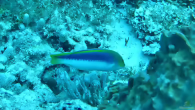 Halichoeres cyanocephalus im Aquarium halten