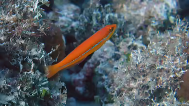 Halichoeres garnoti im Aquarium halten