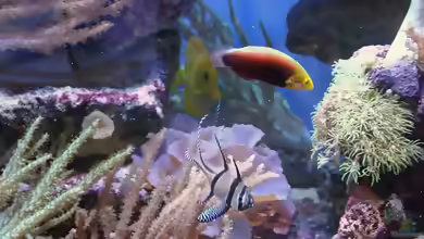 Halichoeres iridis im Aquarium halten