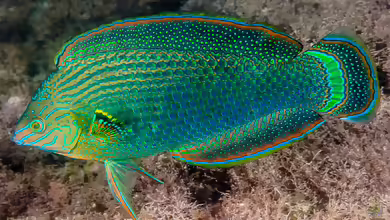 Halichoeres marginatus im Aquarium halten