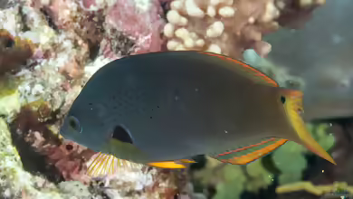 Halichoeres melanochir im Aquarium halten