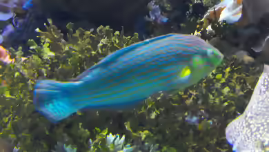Halichoeres melanurus im Aquarium halten