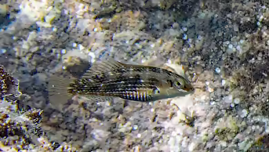 Halichoeres miniatus im Aquarium halten