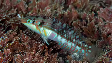 Halichoeres nebulosus im Aquarium halten