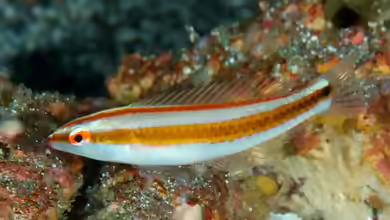 Halichoeres pelicieri im Aquarium halten