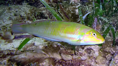 Halichoeres poeyi im Aquarium halten