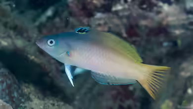 Halichoeres prosopeion im Aquarium halten