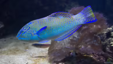 Halichoeres radiatus im Aquarium halten