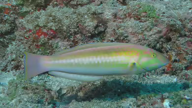 Halichoeres rubrovirens im Aquarium halten