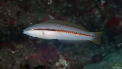 Halichoeres sazimai im Aquarium halten