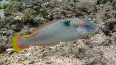 Halichoeres scapularis im Aquarium halten