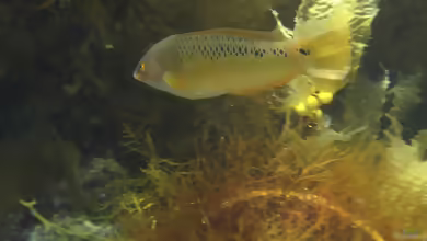 Halichoeres semicinctus im Aquarium halten