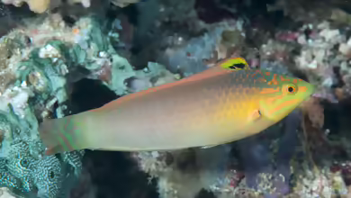 Halichoeres solorensis im Aquarium halten