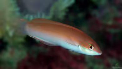Halichoeres tenuispinis im Aquarium halten