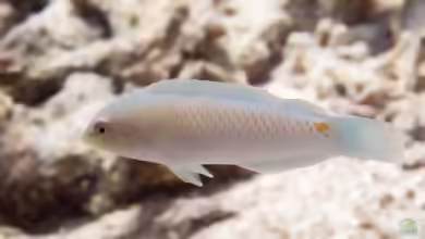 Halichoeres trimaculatus im Aquarium halten
