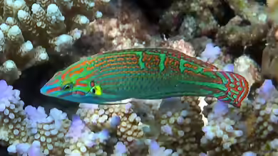 Halichoeres vrolikii im Aquarium halten